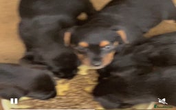 Patterjack dogs for sale: 2 little boys left for sale beautiful puppies - Image 2
