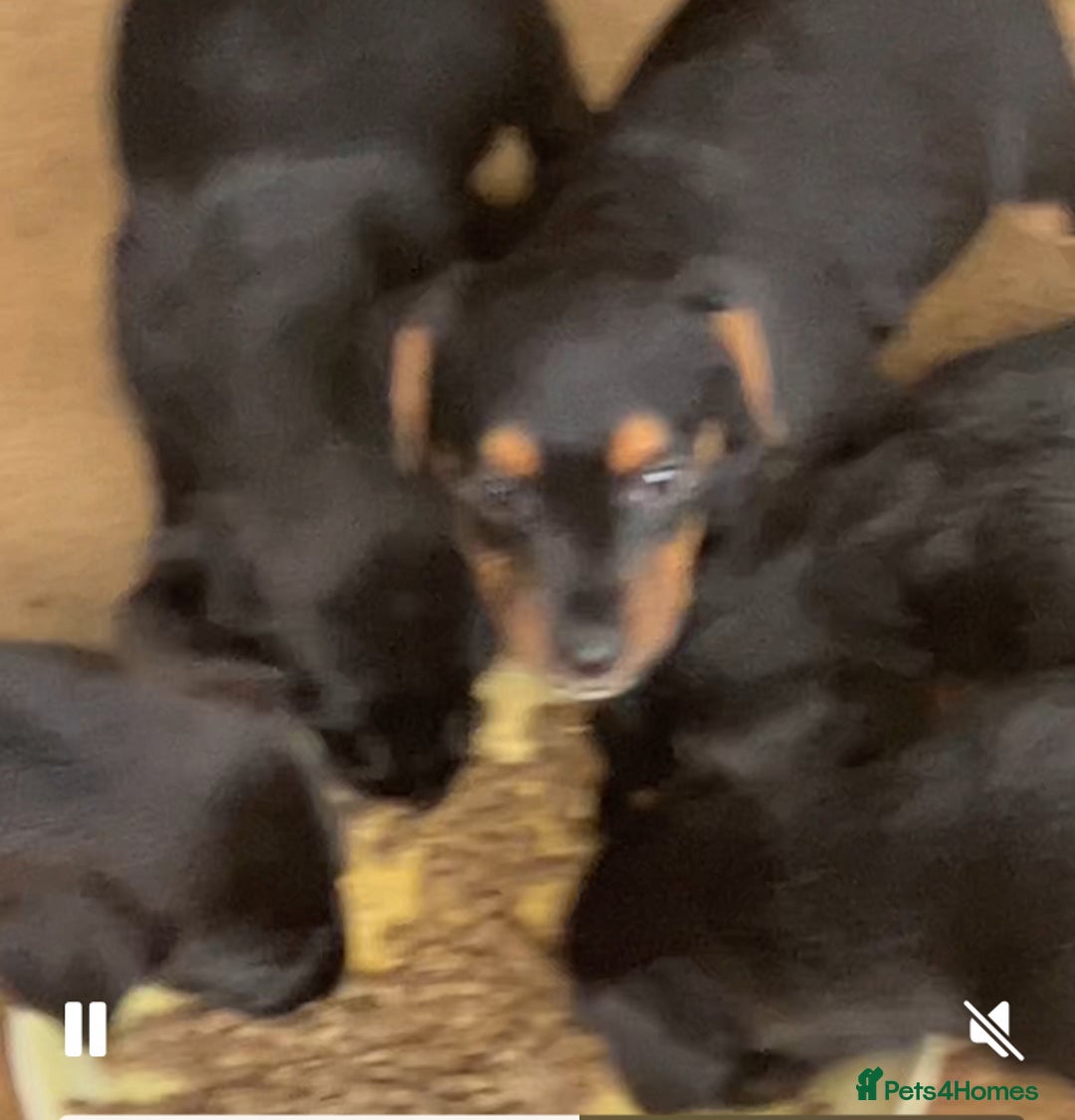 Patterjack dogs for sale: 2 little boys left for sale beautiful puppies - Image 2