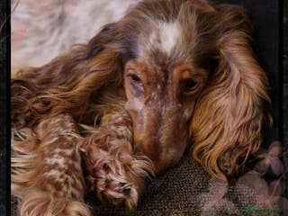 Cocker Spaniel dogs FULL Health Tested Show Line puppies due - Advert 10