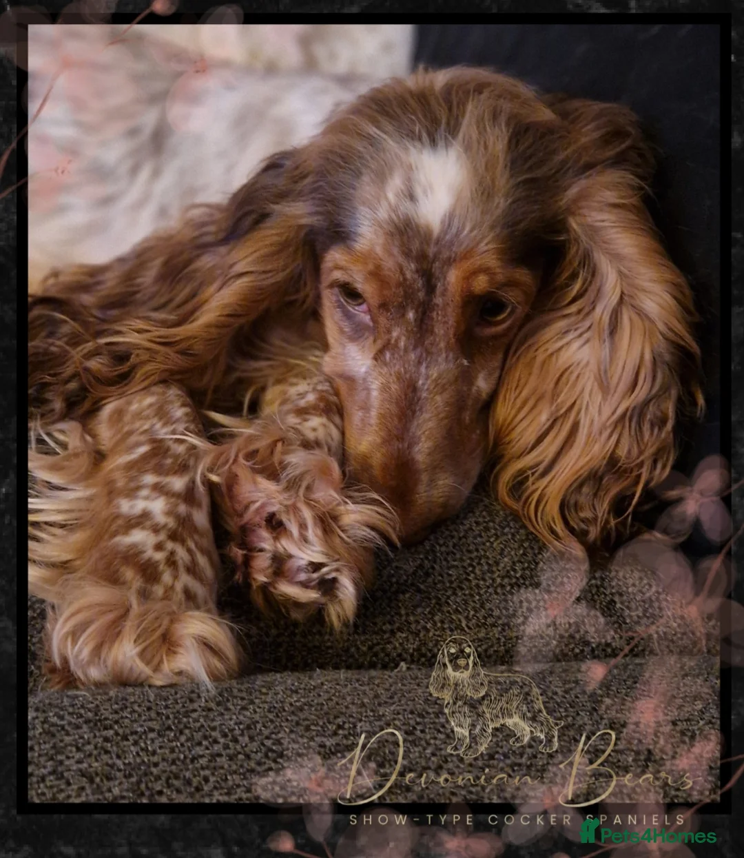 Cocker Spaniel dogs for sale: FULLY Health tested English Cocker Spaniel puppies - Advert 2
