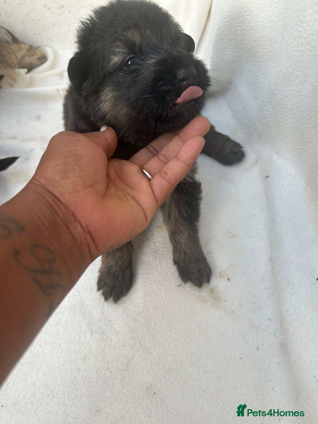 German Shepherd dogs for sale: £1000 - Image 8