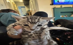 Bengal cats for sale: 3 beautiful silver SBT Bengal - TICA - Image 9