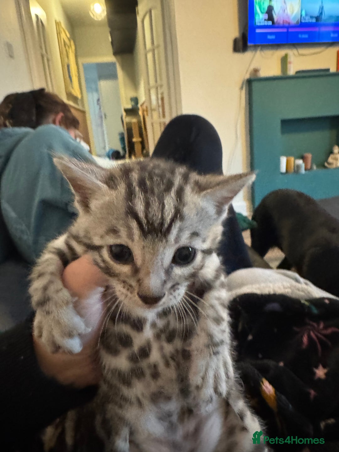 Bengal cats for sale: 3 beautiful silver SBT Bengal - TICA - Image 9