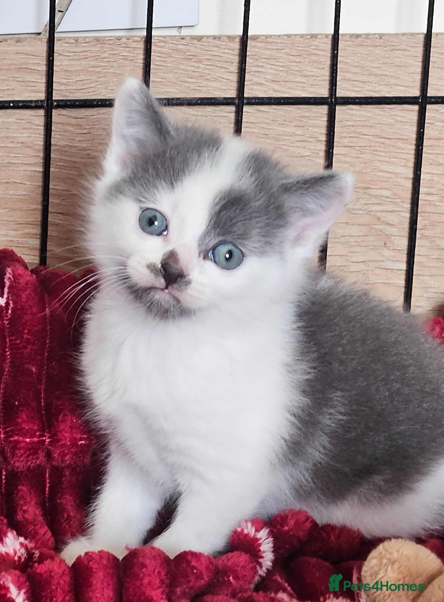 Mixed Breed cats Beautiful little Grey and white Boy - Advert 7