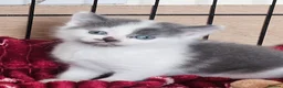 Mixed Breed cats for sale: Beautiful little Grey and white Boy - Advert 1