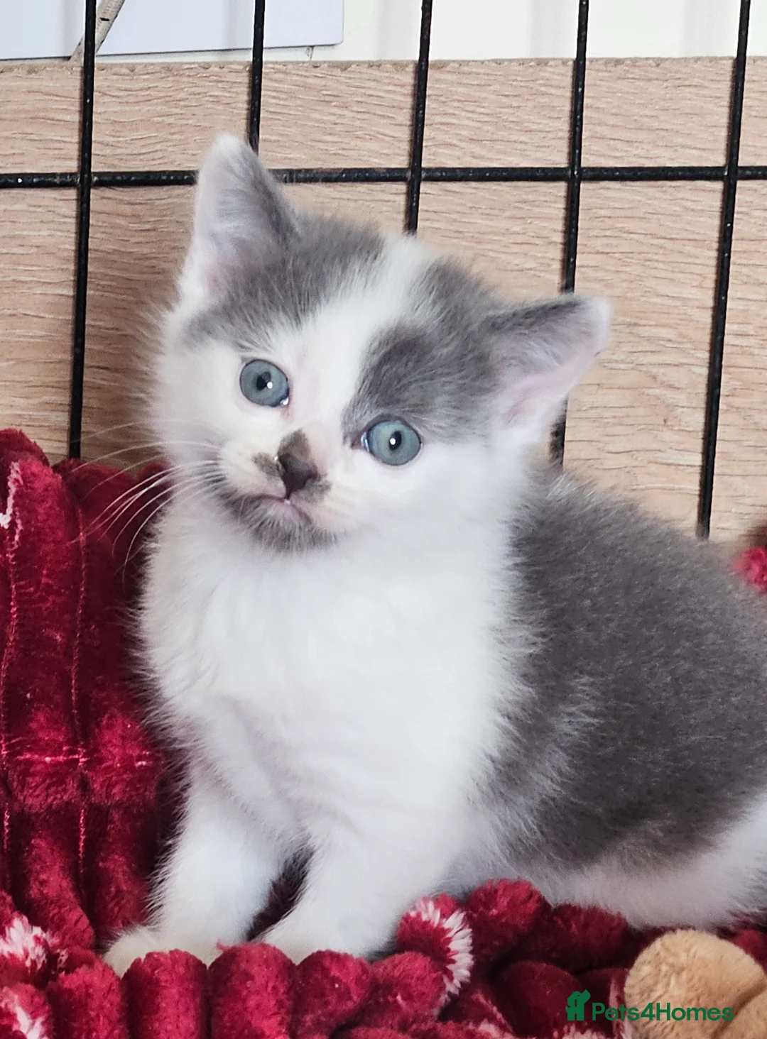 Mixed Breed cats for sale: Beautiful little Grey and white Boy - Advert 1