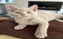 British Shorthair cats for sale: One beautiful lilac boy looking for a new home - Image 4