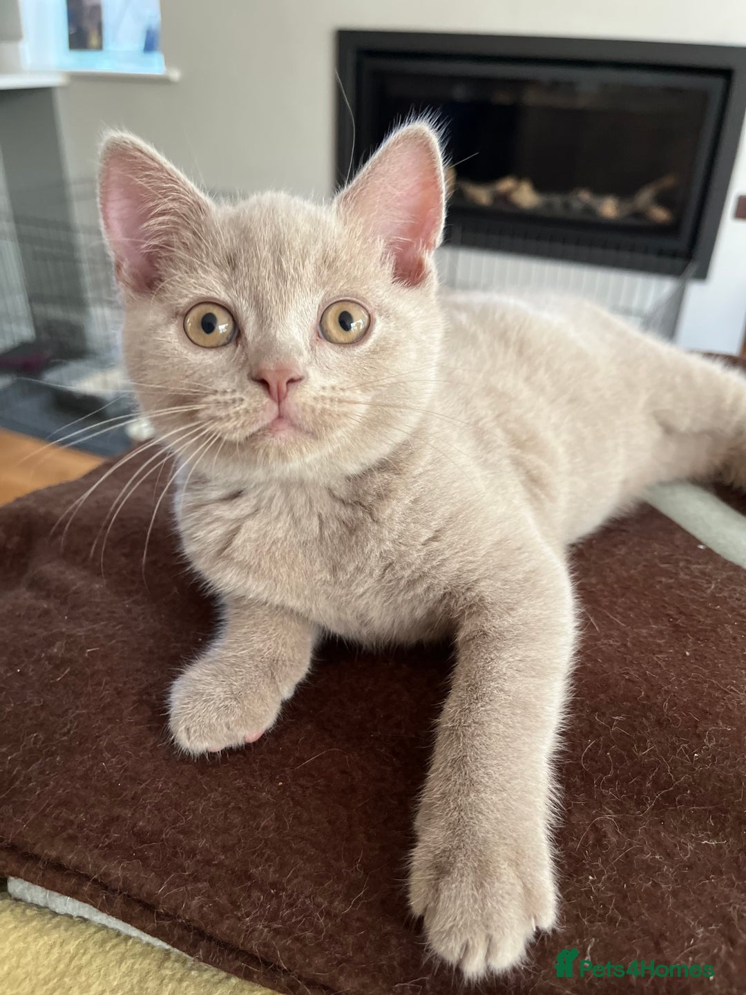 British Shorthair cats for sale: One beautiful lilac boy looking for a new home - Image 4