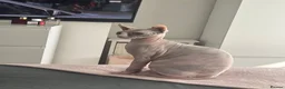 Sphynx cats for sale: Female Sphynx kitten - Advert 3