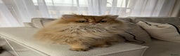 British Longhair cats for sale: Amazing British Longhair Golden kitten - Advert 2