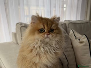 British Longhair cats Longhair Golden kitty - Advert 1