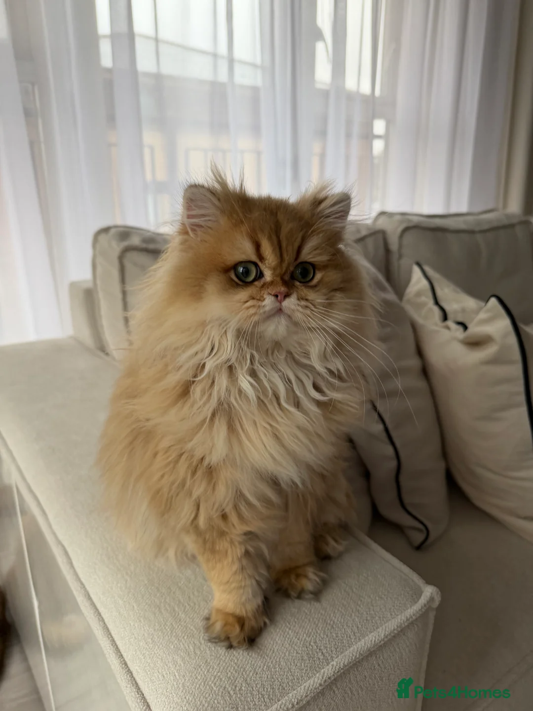 British Longhair cats for sale: Sold Amazing British Longhair Golden kitten - Advert 2