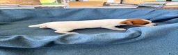 Jack Russell dogs for sale: Beautiful Jack Russell pups, petite, smooth coat.  - Advert 31