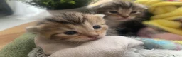 Mixed Breed cats for sale: Adorable kittens  in Bishop's Stortford - Advert 2