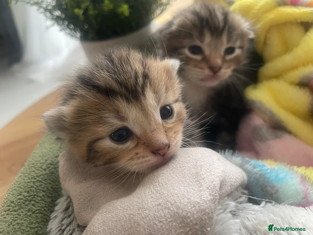 Mixed Breed cats for sale: Adorable kittens  in Bishop's Stortford - Advert 2
