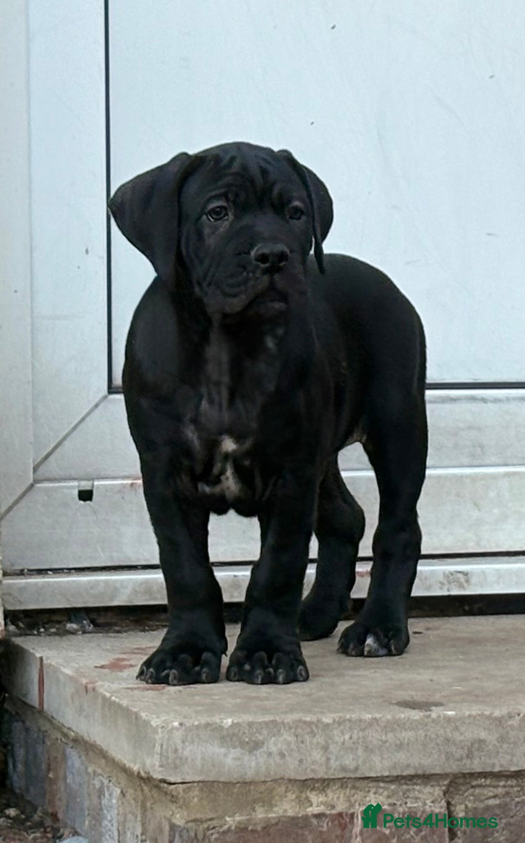 Cane Corso Mix Boerboel Cross Bullmastiff Puppies For Sale Cane