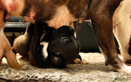 Staffordshire Bull Terrier dogs for sale: Champion bloodline Staffordshire Bullterrier Pups - Image 6