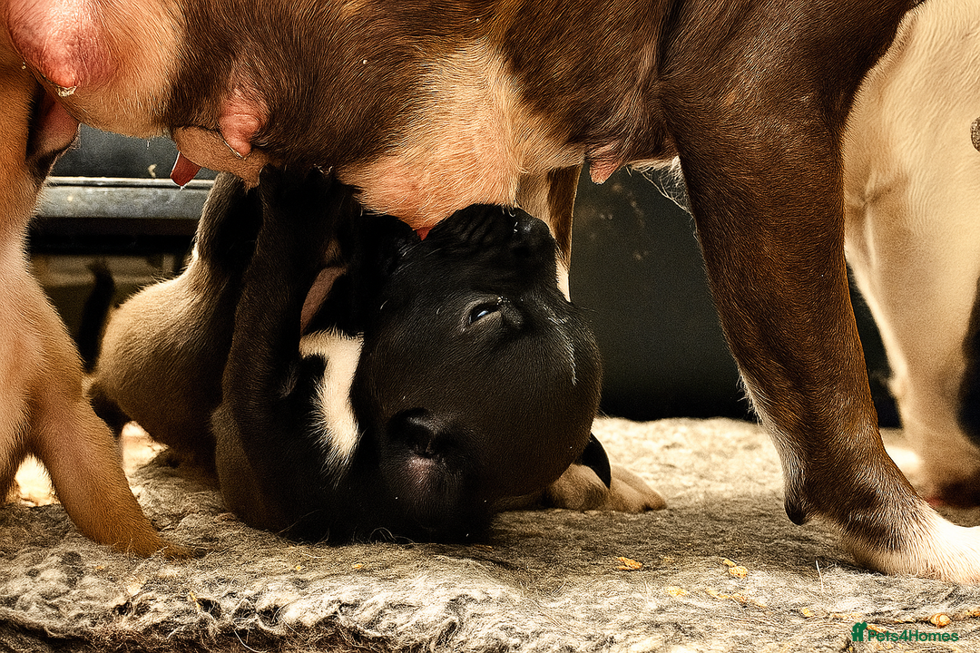 Staffordshire Bull Terrier dogs for sale: Champion bloodline Staffordshire Bullterrier Pups - Image 6