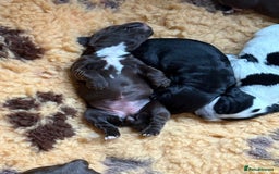 Cocker Spaniel dogs for sale: cocker spaniels for sale - Image 2