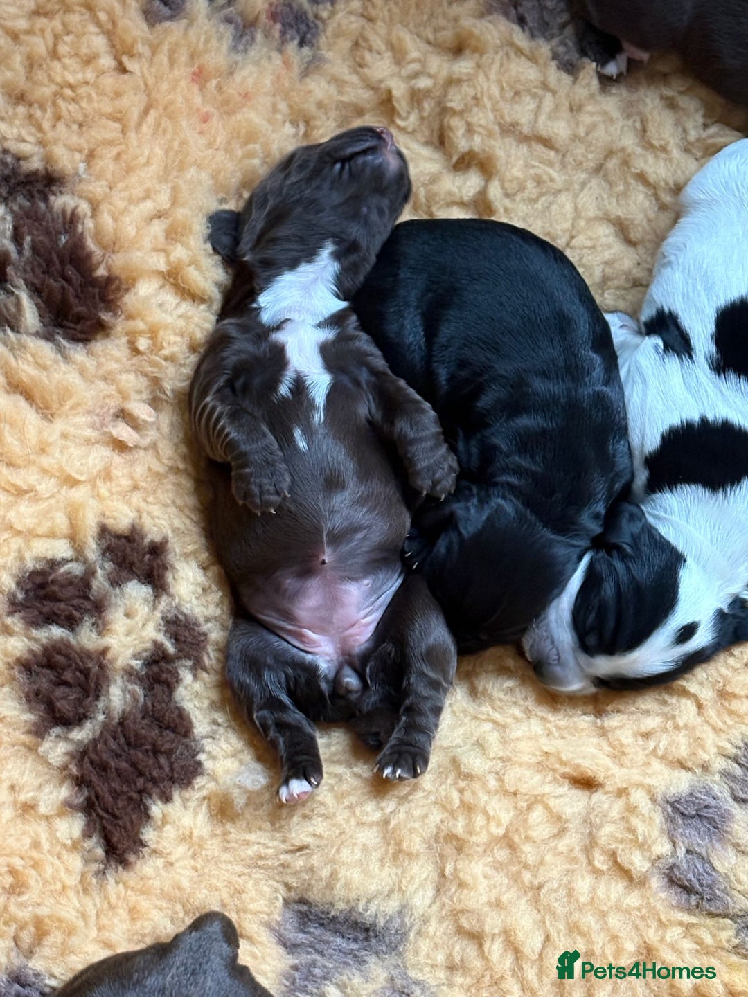 Cocker Spaniel dogs for sale: cocker spaniels for sale - Image 2