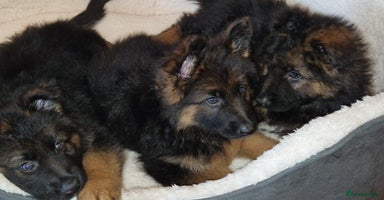 German Shepherd dogs Beautiful German Shepherd Puppies  - Advert 7