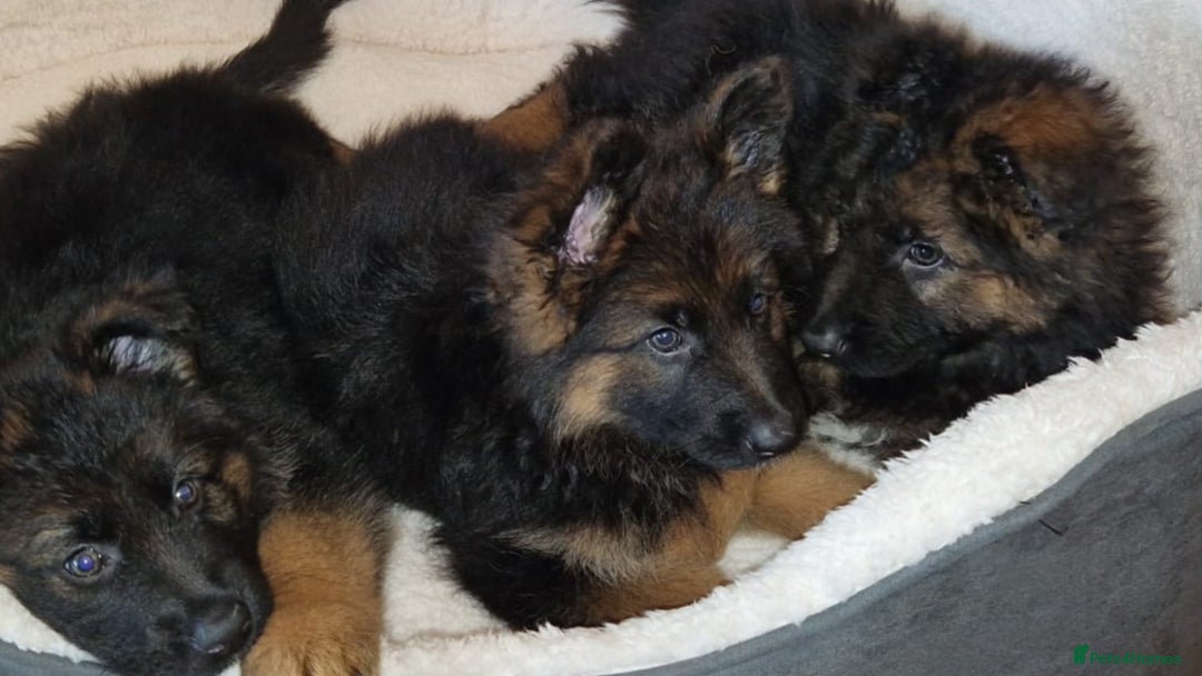 German Shepherd dogs for sale: Beautiful German Shepherd Puppies  - Advert 2