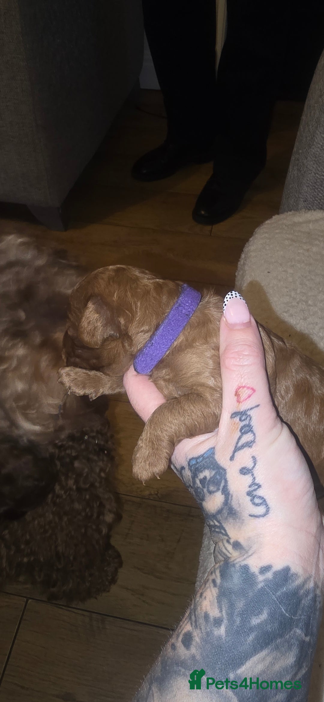 Cockapoo dogs for sale: 7 absolutely adorable cockapoo pups!  - Advert 10