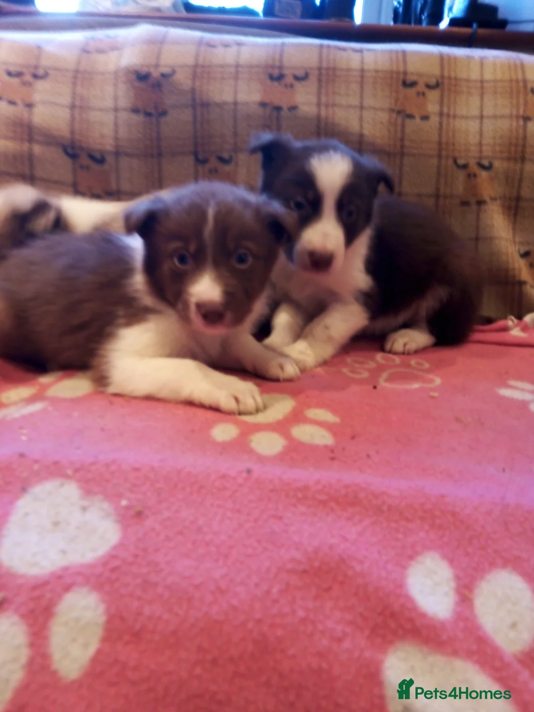 Border Collie dogs for sale: Stunning Red Merle and Red and White Puppies - Advert 6
