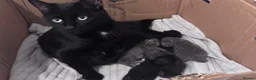 Mixed Breed cats for sale: Beautiful little boy kitten x in Wednesbury - Advert 1