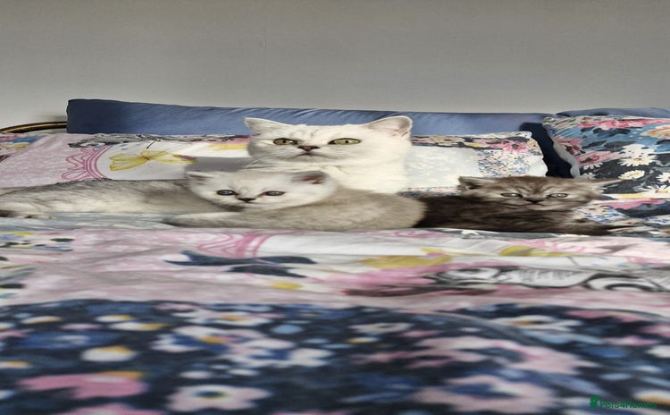 British Shorthair cats - Advert 13