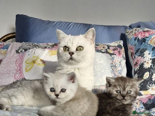 British Shorthair cats - Advert 20