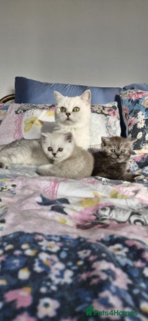 British Shorthair cats - Advert 13
