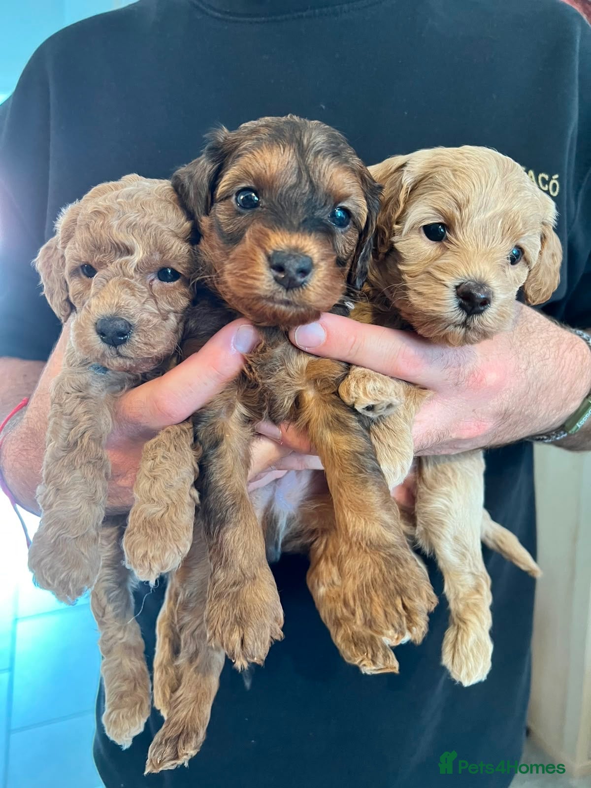 Cavapoo dogs Toy Merle Cavapoo Puppies only 4 left - Advert 1