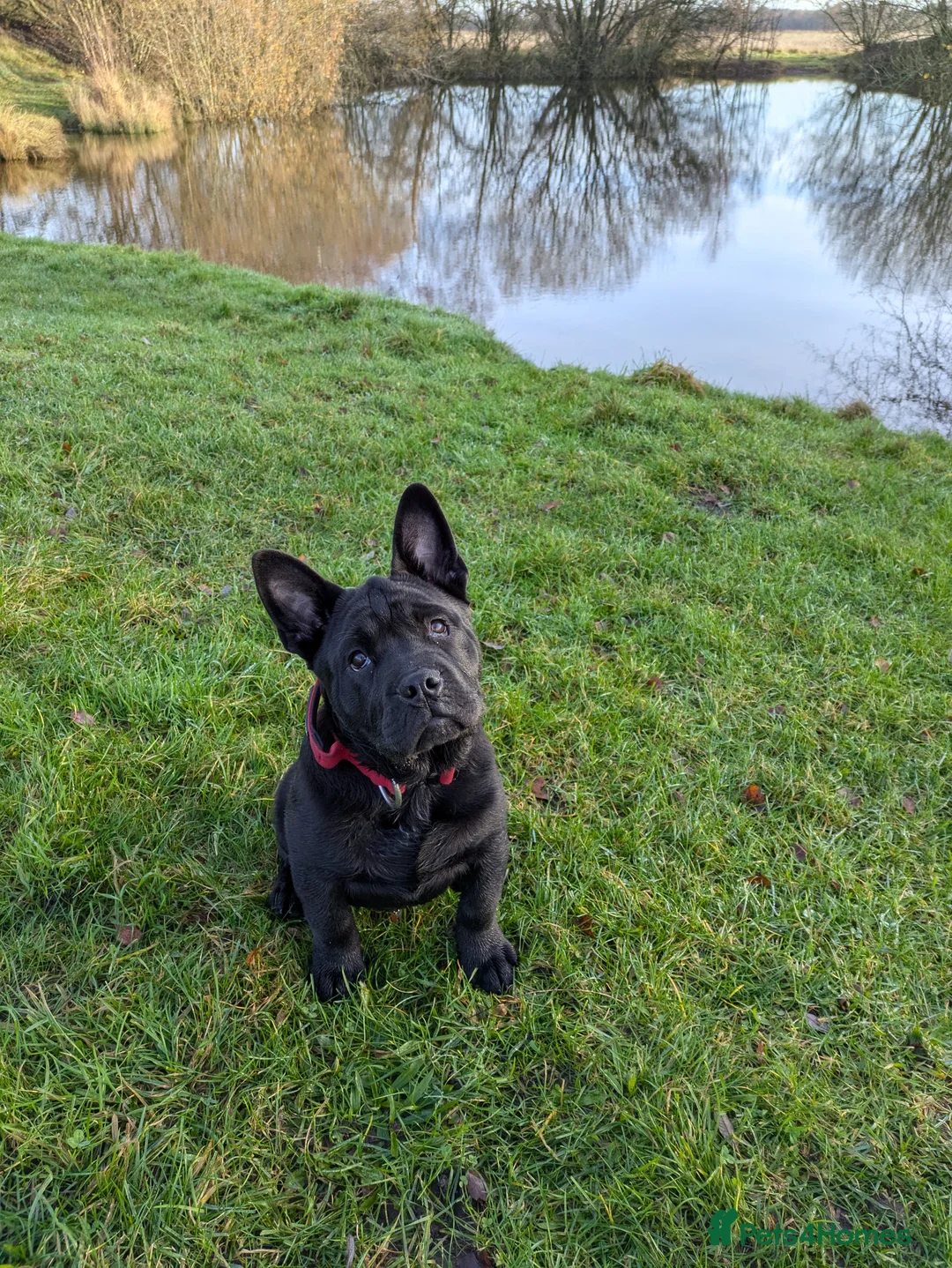 Mixed Breed dogs for sale: English Bulldog x Shar Pei Puppy - Advert 3