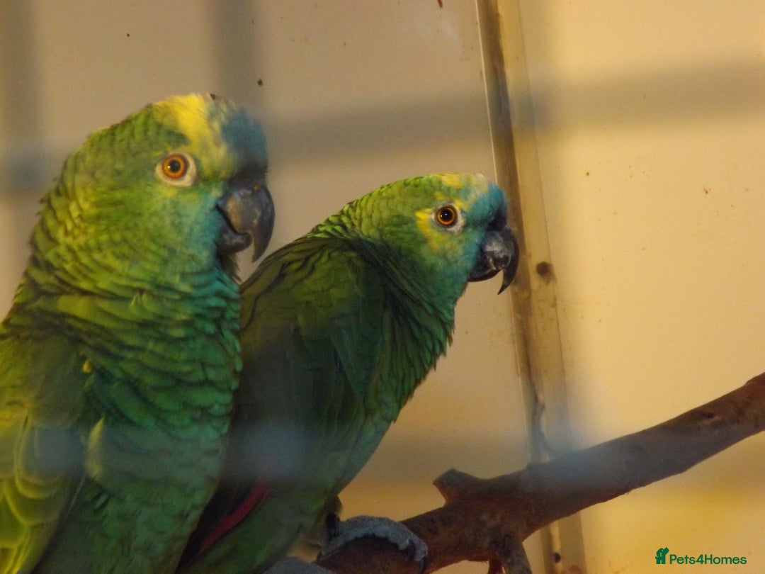 Cockatiels birds for sale: 5* Rehoming of all birds  - Image 10