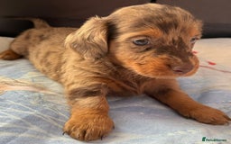 Dachshund dogs for sale: 3 beautiful long hair daschund puppies - Image 5