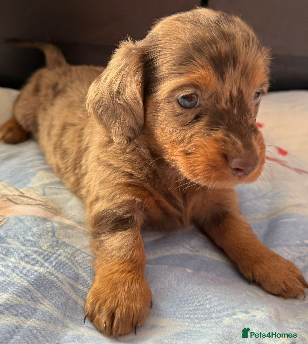 Dachshund dogs for sale: 3 beautiful long hair daschund puppies - Image 5
