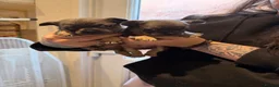French Bulldog dogs for sale: Beautiful pet frenchies - Advert 4