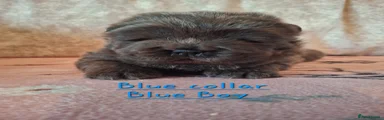 Blue Boy 2 (Blue Collar)
