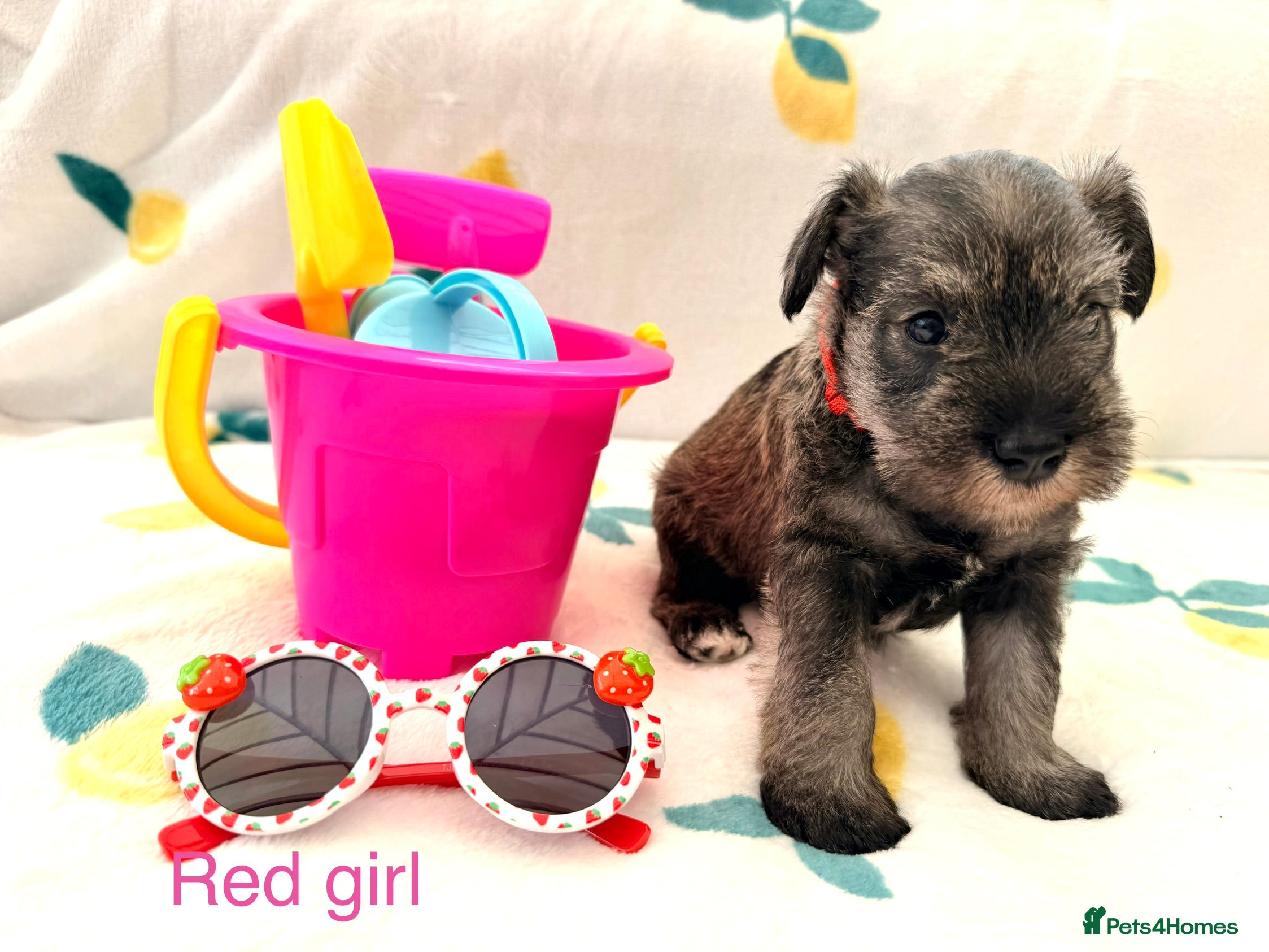 Miniature Schnauzer dogs 5th generation KC miniature schnauzer puppies  - Advert 2