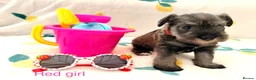 Miniature Schnauzer dogs for sale: 5th generation KC miniature schnauzer puppies  - Advert 2