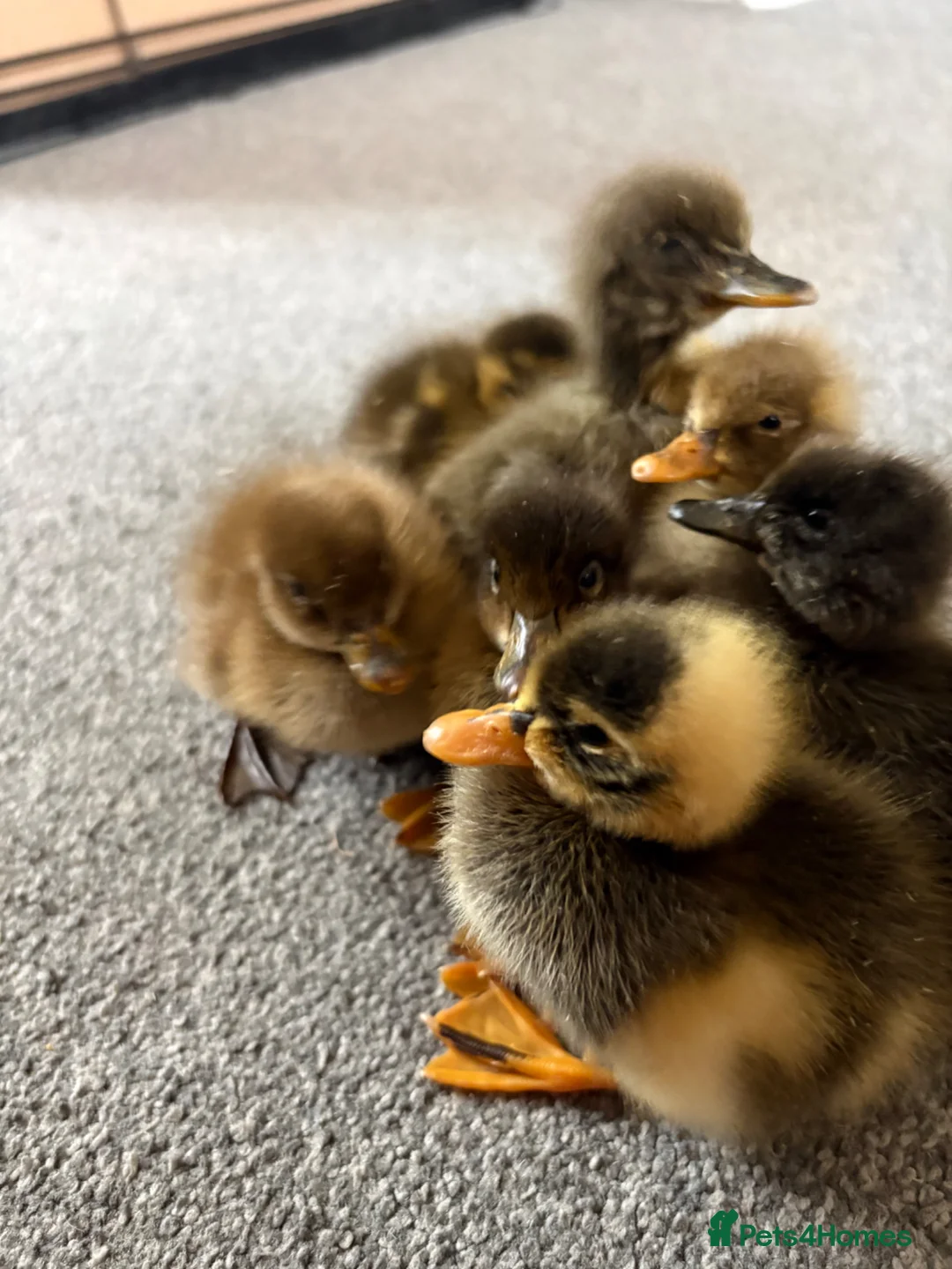 Ducks poultry for sale: Indian runner ducklings x6  - Advert 2