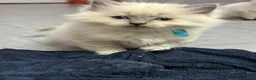 Ragdoll cats for sale: Pure Ragdolls/OPEN TO OFFERS - Advert 9