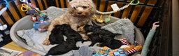 Cavapoo dogs for sale: Gorgeous f1b Cavapoo pups - Advert 22