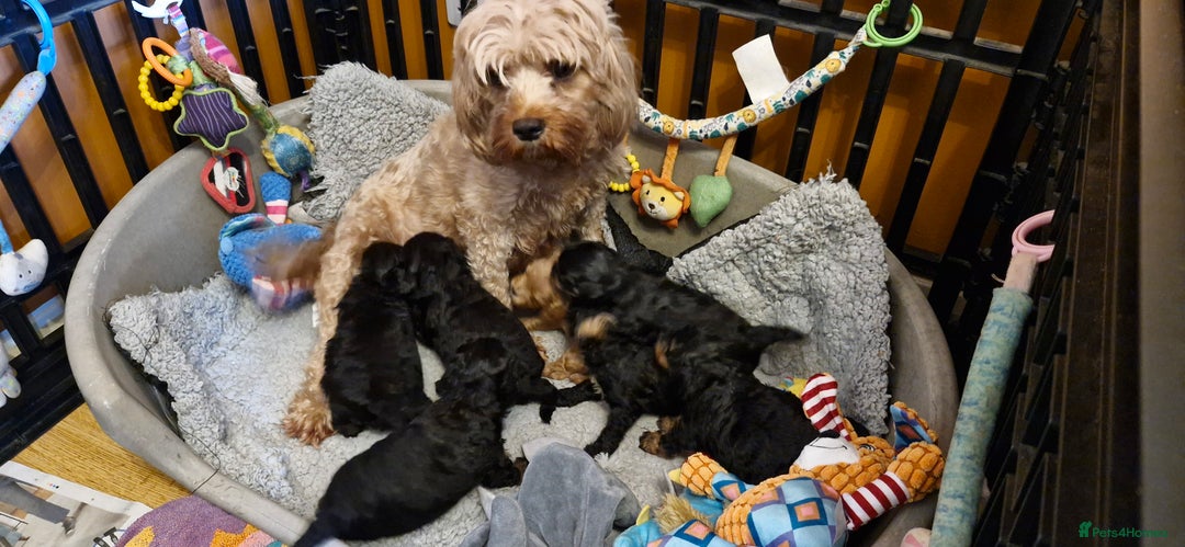 Cavapoo dogs for sale: Gorgeous f1b Cavapoo pups - Advert 22