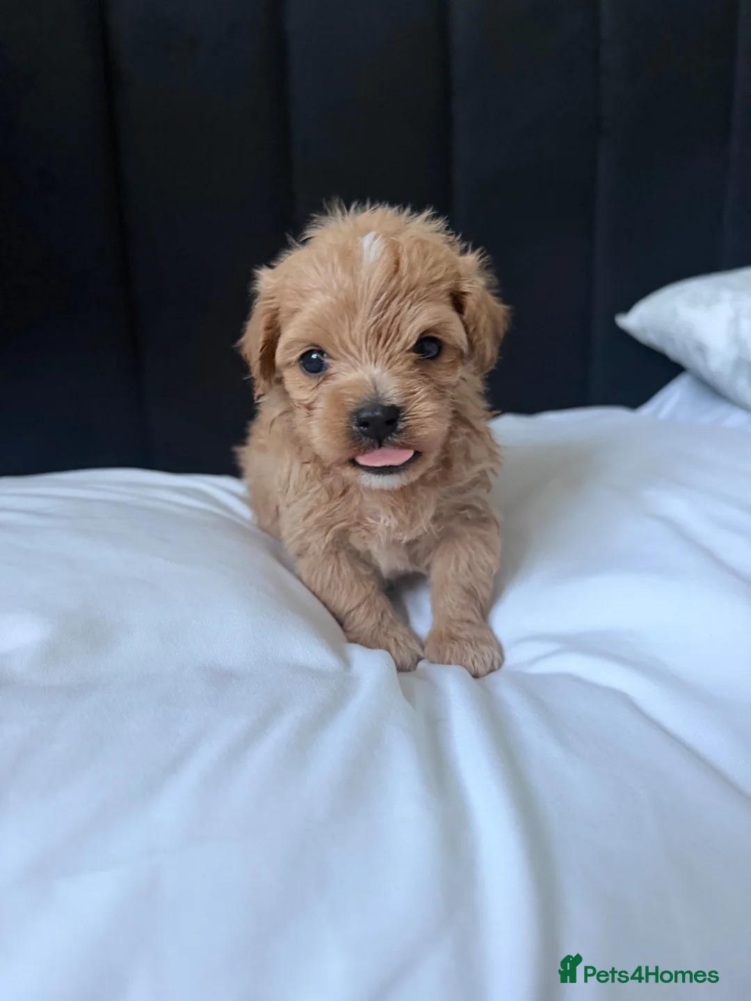 Maltipoo dogs for sale: Handsome Borris For Sale 🤍 in Downham Market - Advert 5