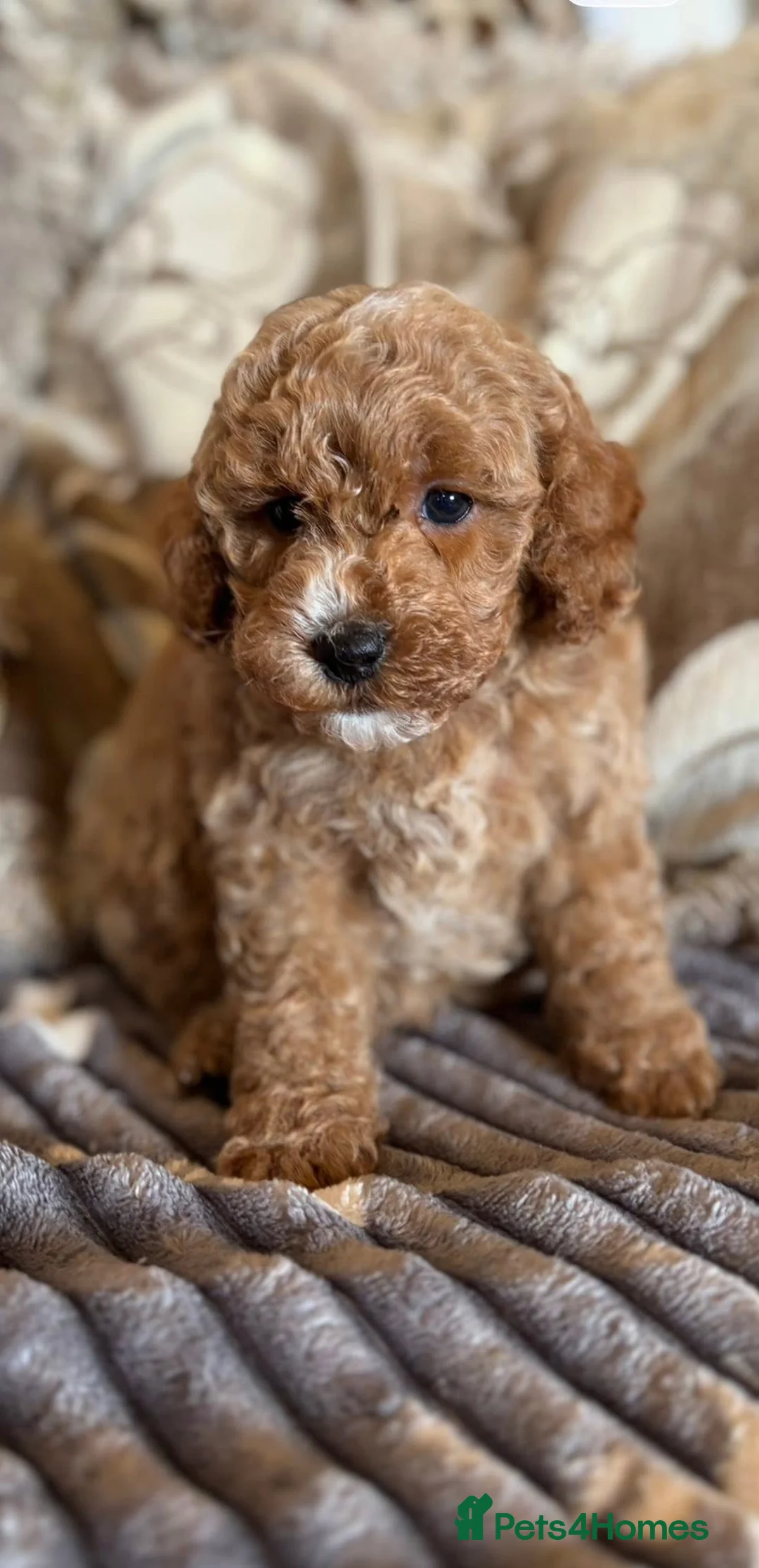 Cockapoo dogs for sale: F1b Red & Golden Cockapoos Ready Now ! - Advert 2