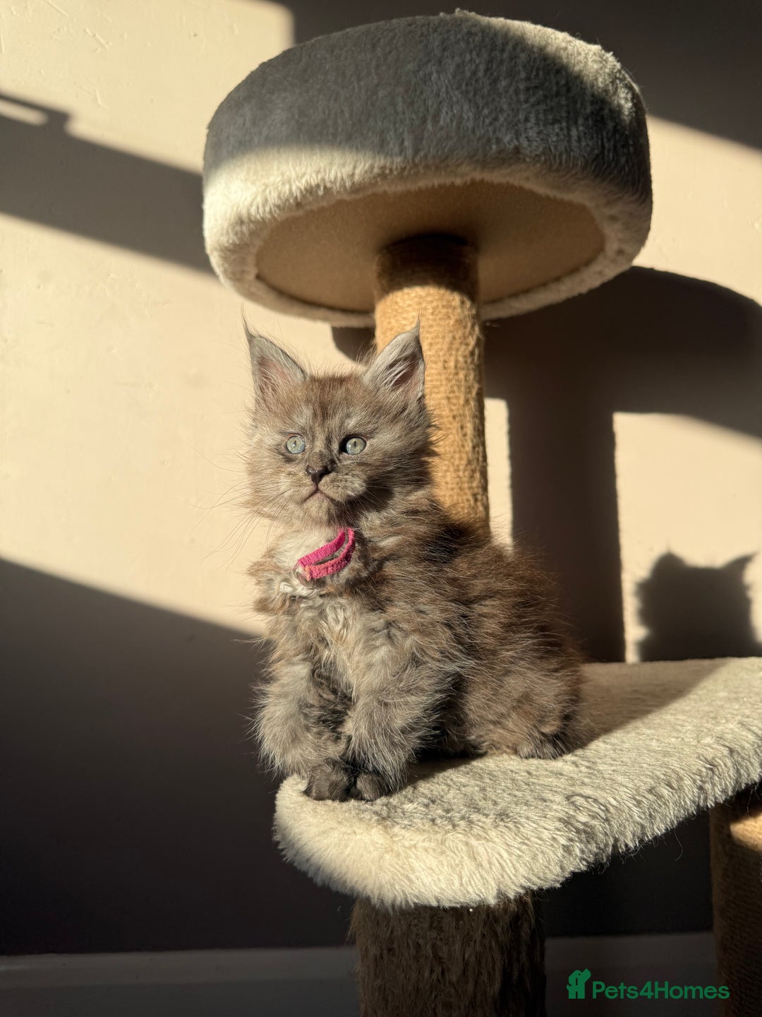 Maine Coon cats for sale: LAST Female Black Smoke Maine Coon kittens - Advert 9