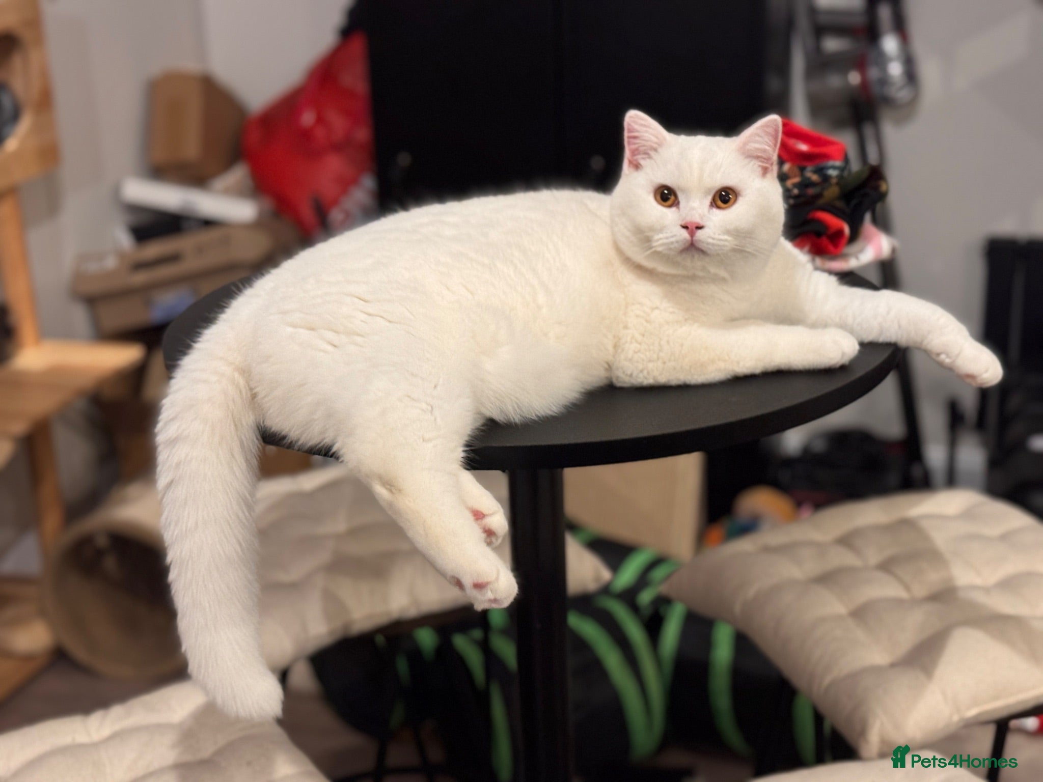 British Shorthair cats Pedigree BSH pair for loving home - Advert 1