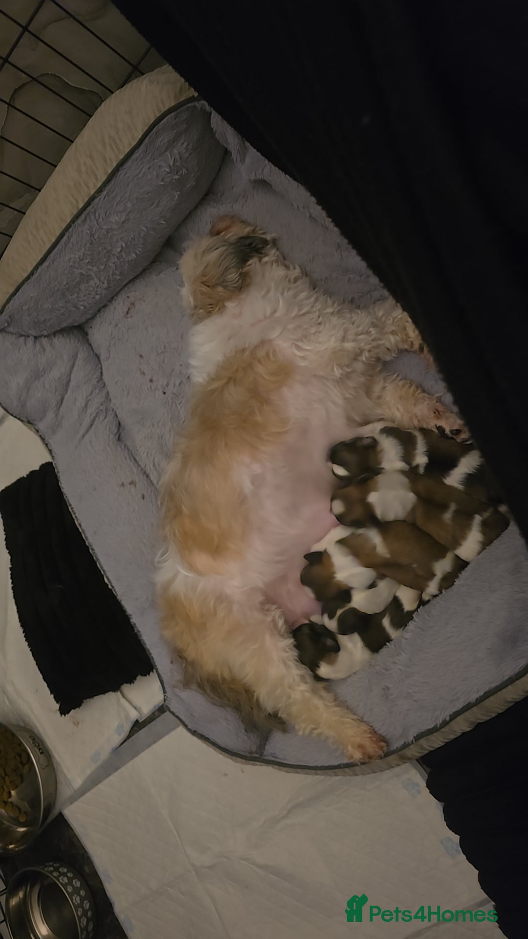 Shih Tzu dogs 3 chunky beautiful boy avaliable  - Advert 1